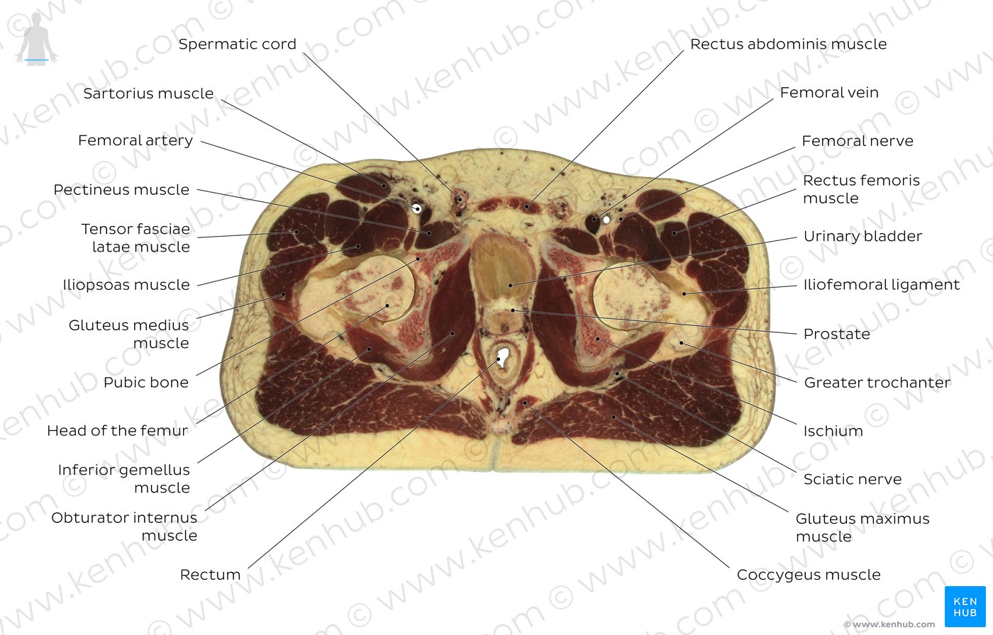 Urinary bladder level: Overview