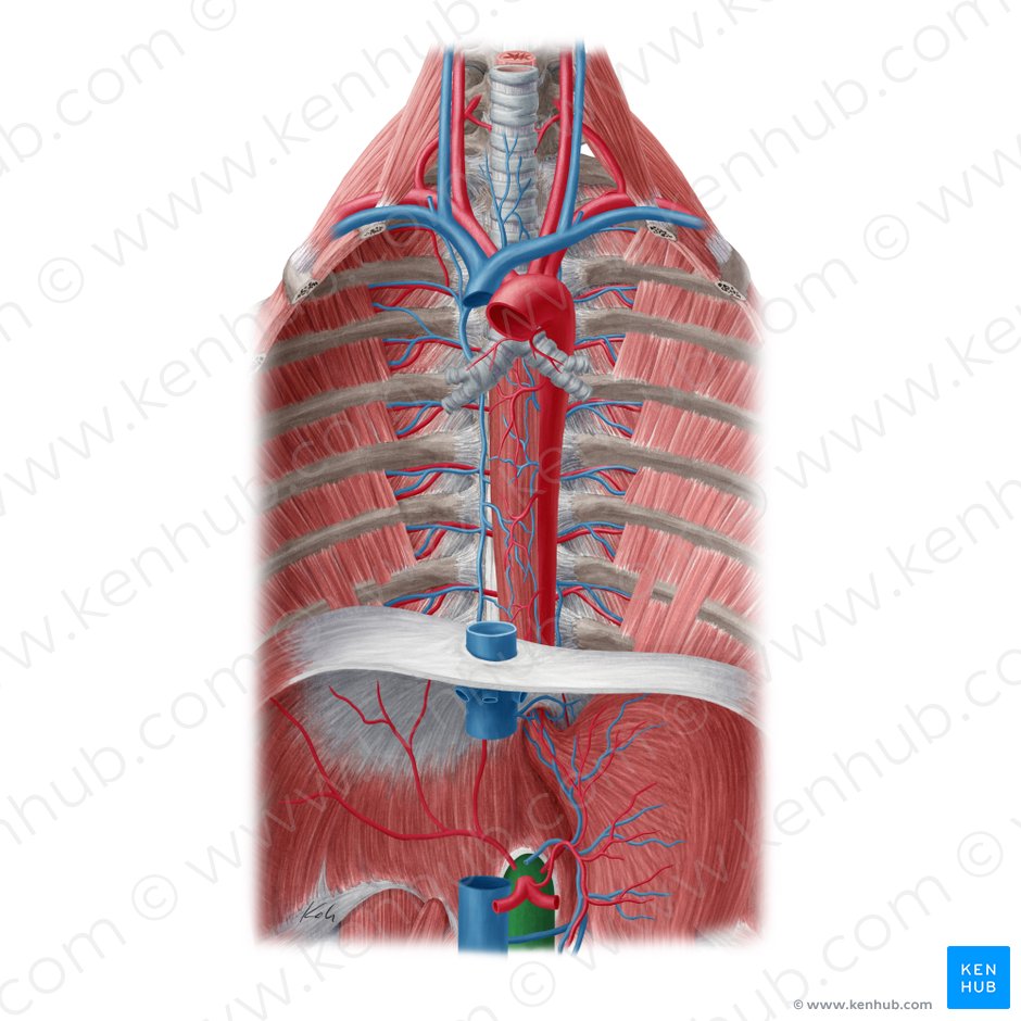 Aorta abdominal (Aorta abdominalis); Imagen: Yousun Koh