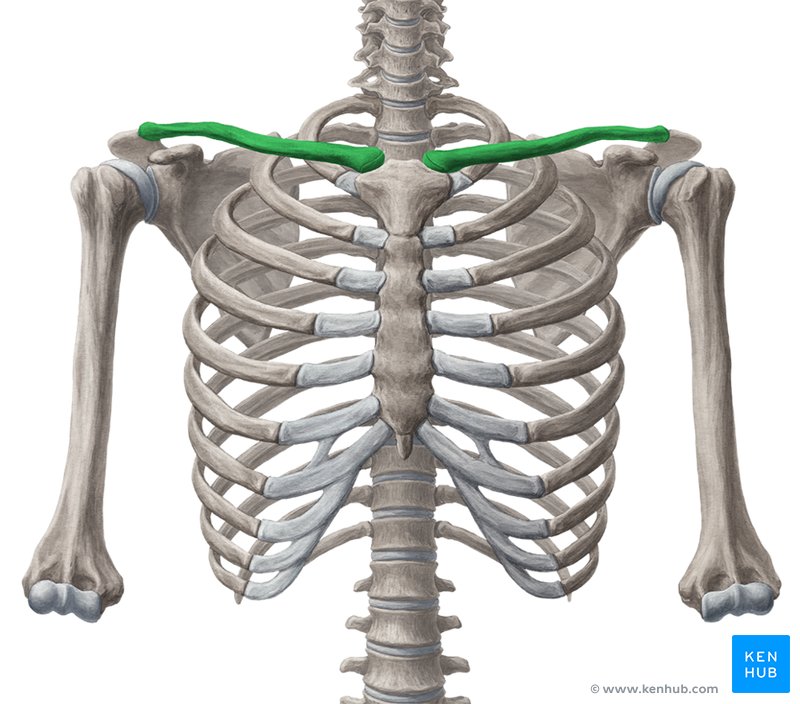 Clavicle: Anatomy and clinical notes | Kenhub