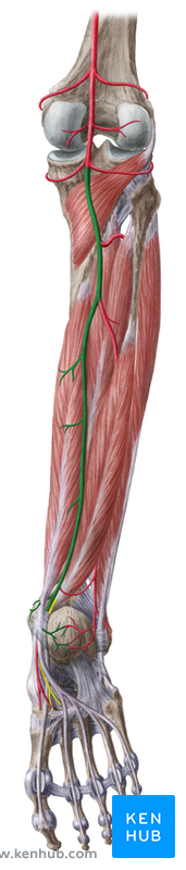 Artéria tibial posterior -triceps sural
