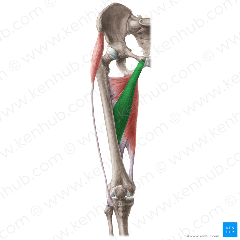 Adductor longus muscle (Musculus adductor longus); Image: Liene Znotina