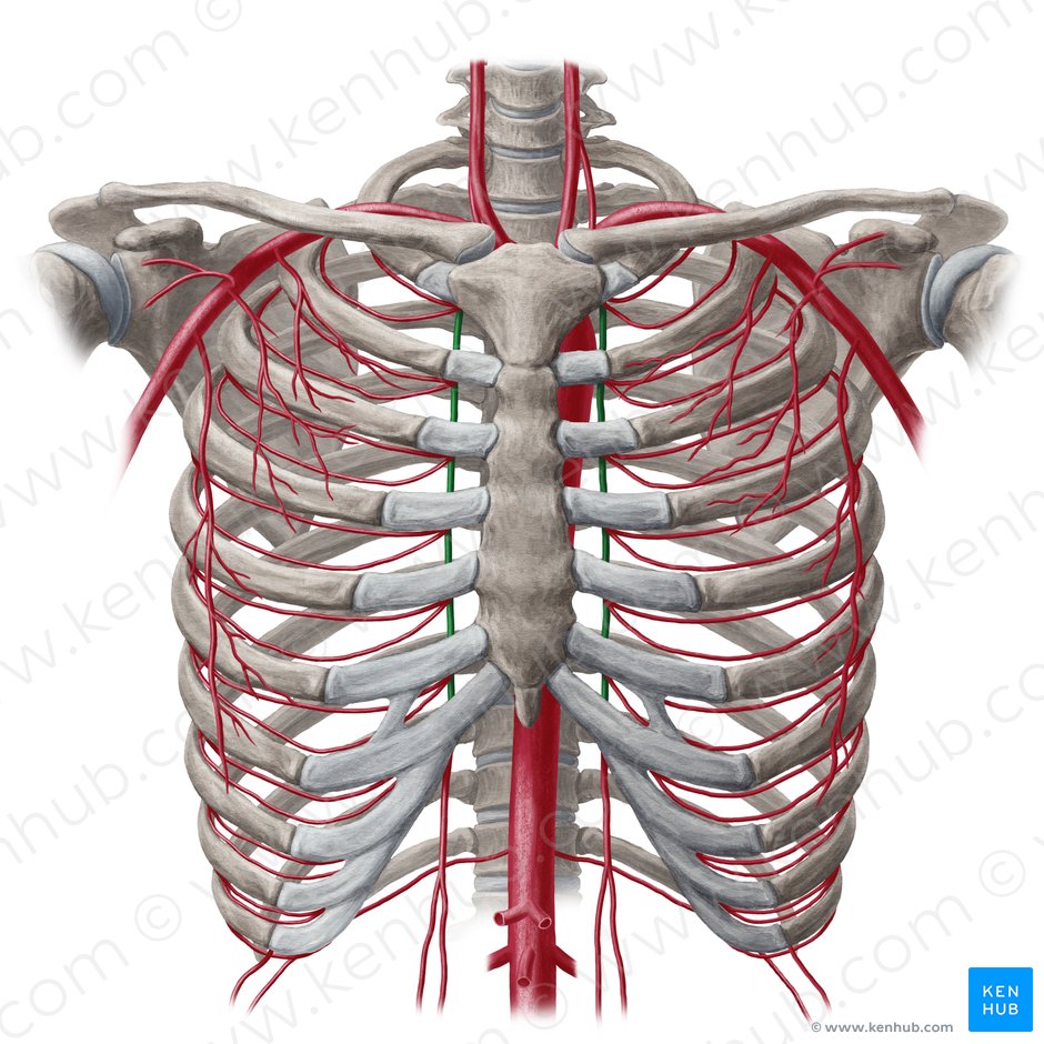 Arteria torácica interna (Arteria thoracica interna); Imagen: Yousun Koh