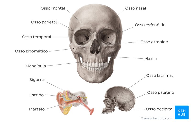 Estruturas do crânio nomeadas - vista anterior