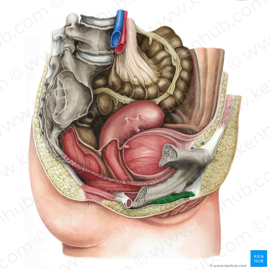 Beckenboden mann anatomie