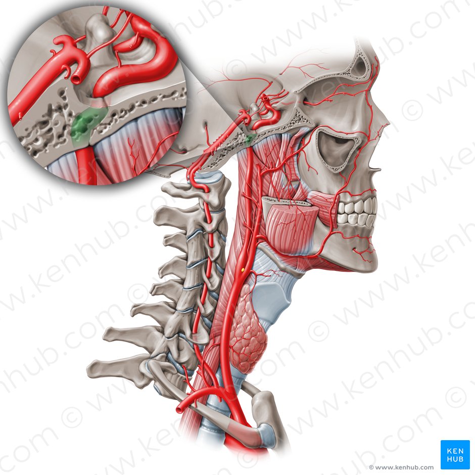 Petrous part of internal carotid artery (C2) (Pars petrosa arteriae carotidis internae (C2)); Image: Paul Kim