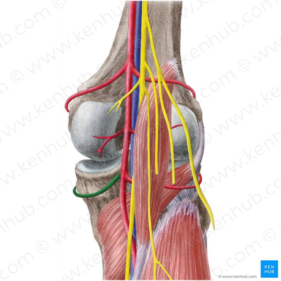 Arteria inferior medialis genus (Untere innere Kniearterie); Bild: Liene Znotina
