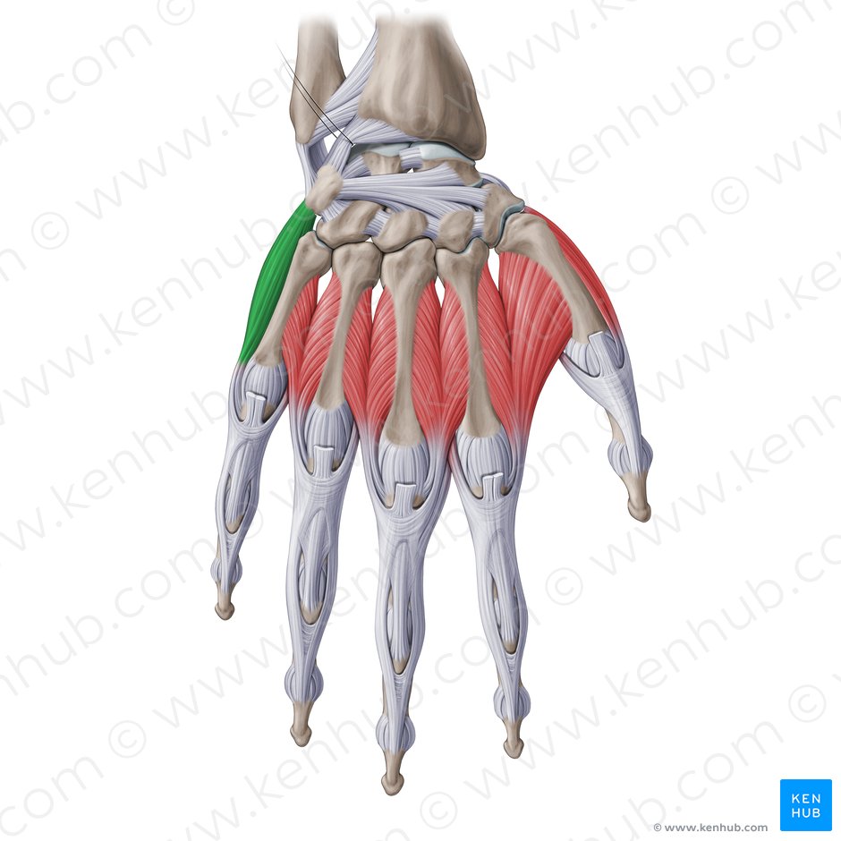 Abductor digiti minimi muscle of hand (Musculus abductor digiti minimi manus); Image: Paul Kim