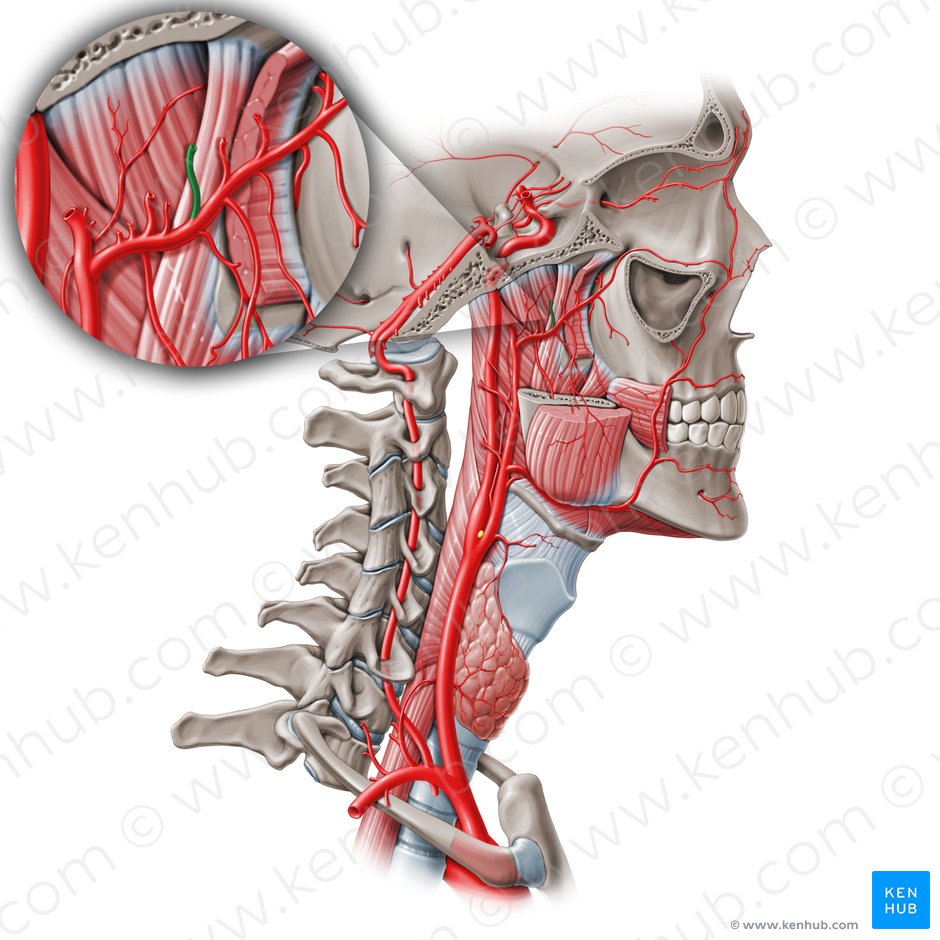 Posterior deep temporal artery (Arteria temporalis profunda posterior); Image: Paul Kim