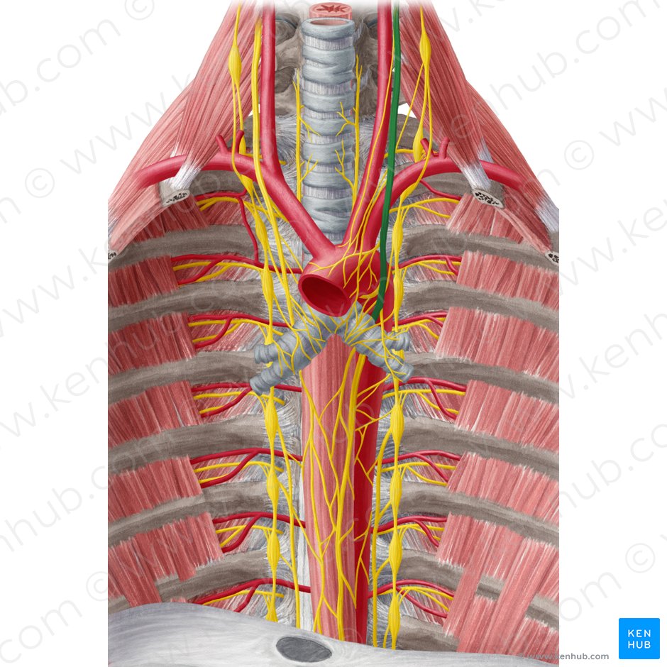Left vagus nerve (Nervus vagus sinister); Image: Yousun Koh