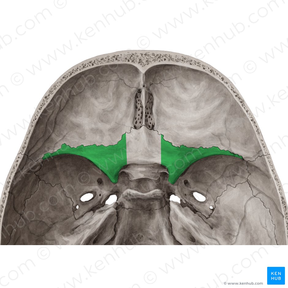 Lesser wing of sphenoid bone (Ala minor ossis sphenoidalis); Image: Yousun Koh