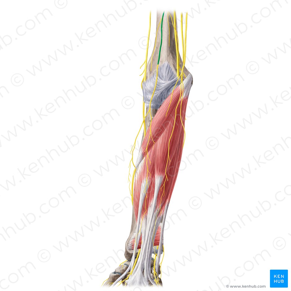 Musculocutaneous nerve (Nervus musculocutaneus); Image: Yousun Koh