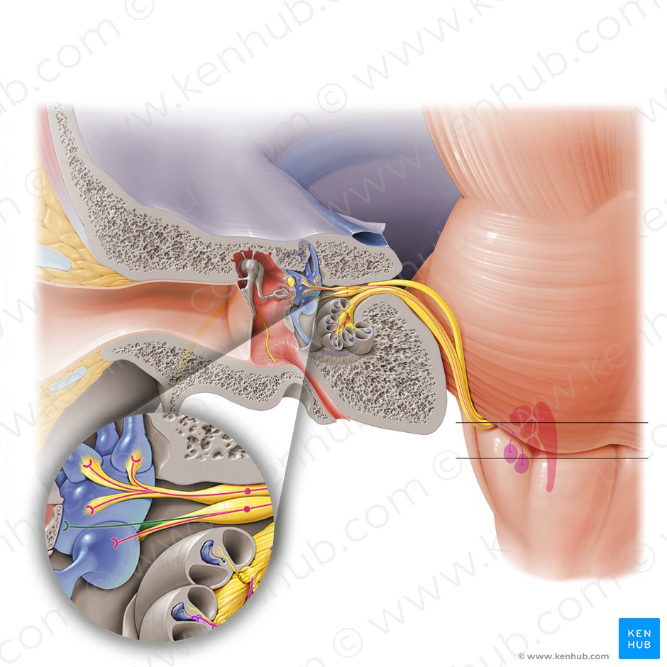 Posterior ampullary nerve (Nervus ampullaris posterior); Image: Paul Kim