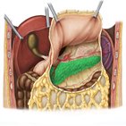 Páncreas (anatomía)