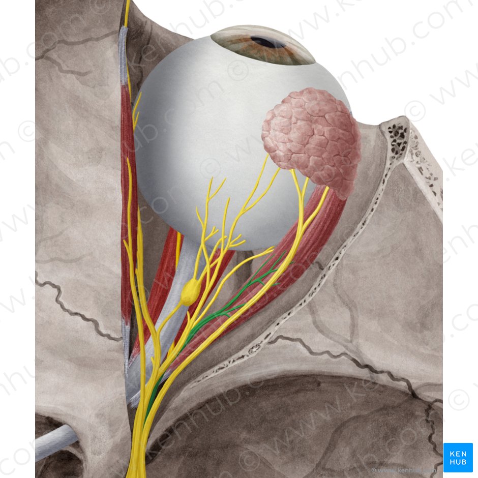 Blood vessels and nerves of the eye: Anatomy | Kenhub