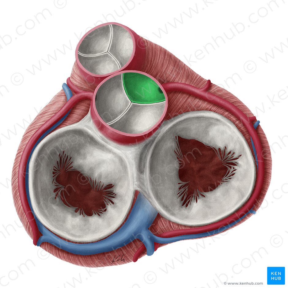 Right coronary leaflet of aortic valve (Valvula coronaria dextra valvae aortae); Image: Yousun Koh
