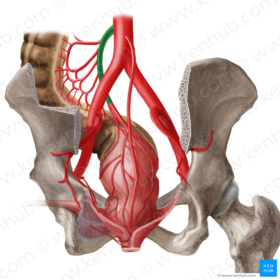 Inferior mesenteric artery (Arteria mesenterica inferior); Image: Begoña Rodriguez