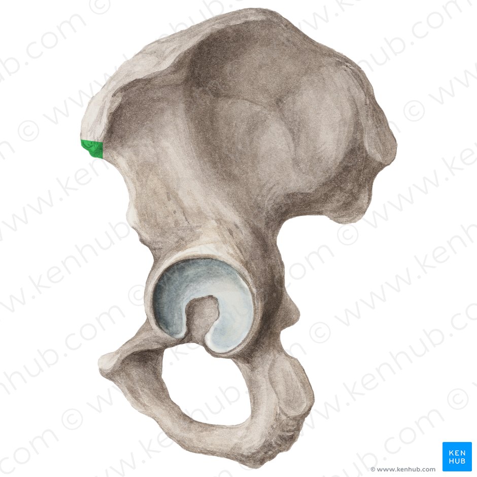 Espina ilíaca anterior superior (Spina iliaca anterior superior); Imagen: Liene Znotina