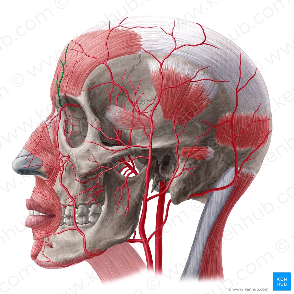 Supratrochlear artery (Arteria supratrochlearis); Image: Yousun Koh