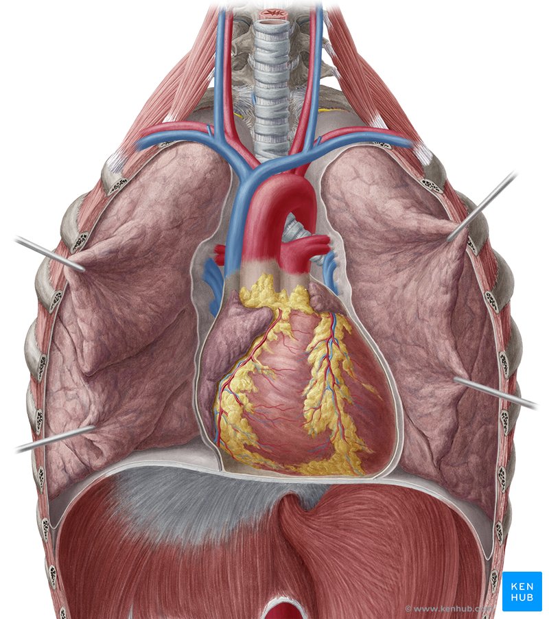 Cardiac cycle phases: Definition, systole and diastole | Kenhub