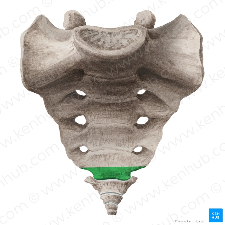 Apex of sacrum (Apex ossis sacri); Image: Liene Znotina