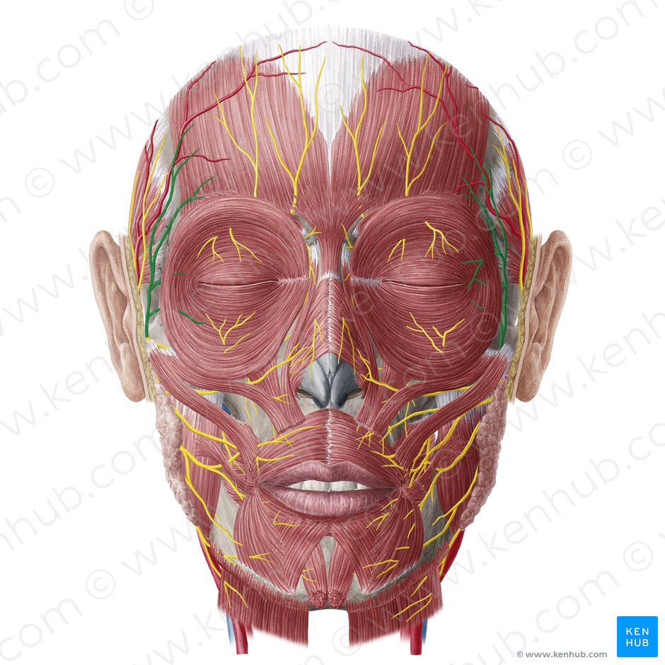 Temporal branches of facial nerve (Rami temporales nervi facialis); Image: Yousun Koh
