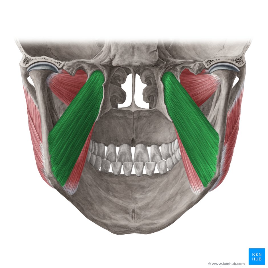 Medial and lateral pterygoid muscle: Anatomy and function | Kenhub
