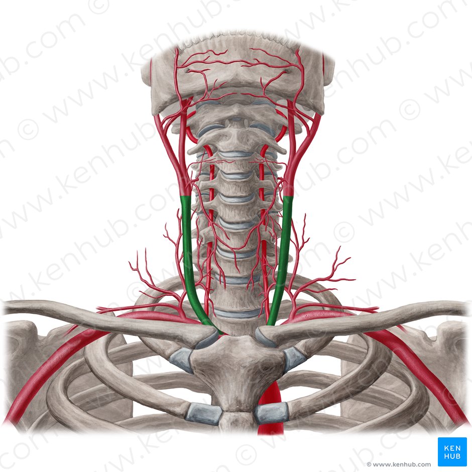 Common carotid artery (Arteria carotis communis); Image: Yousun Koh