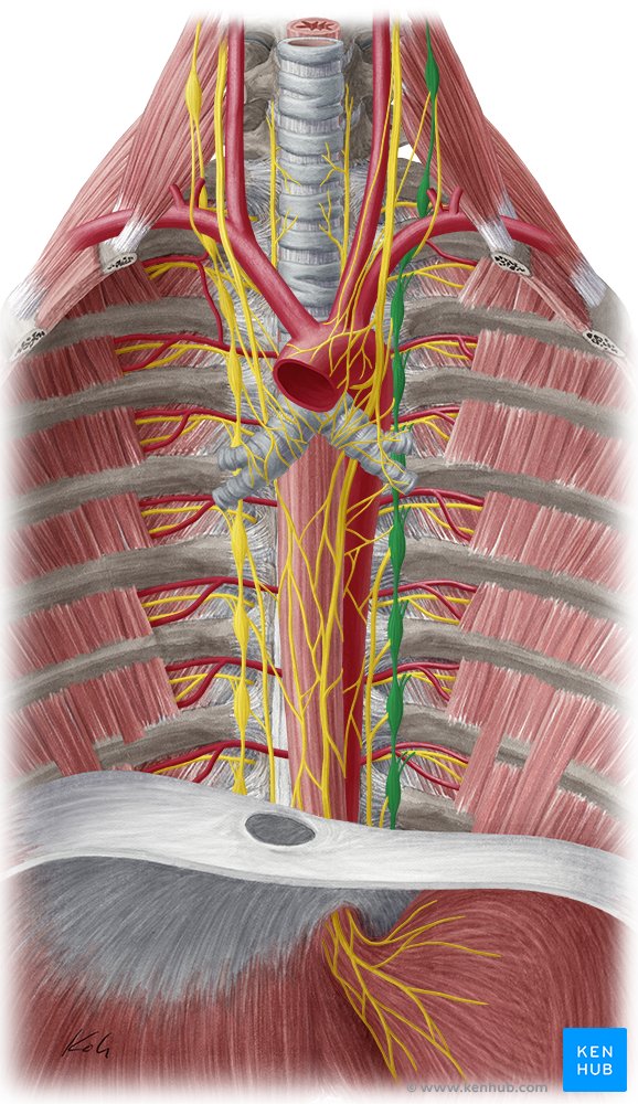 Lungs: Vascular system and innervation | Kenhub