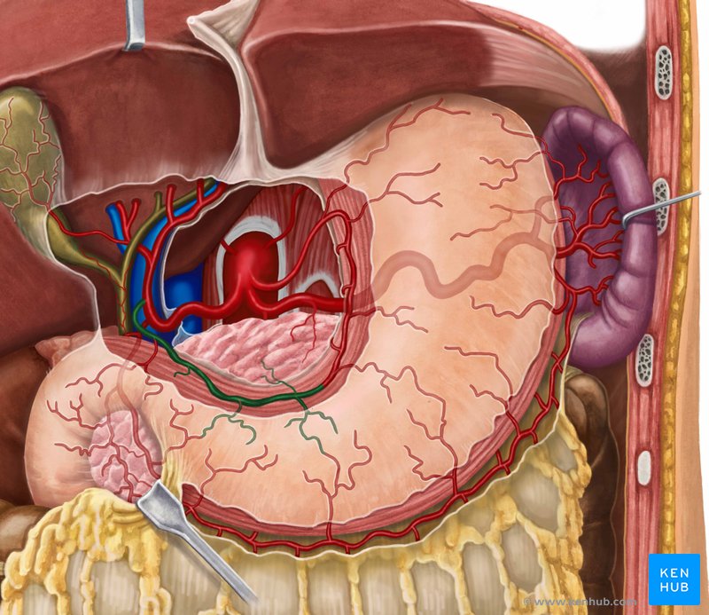 The right gastric artery: Anatomy, branches, supply | Kenhub