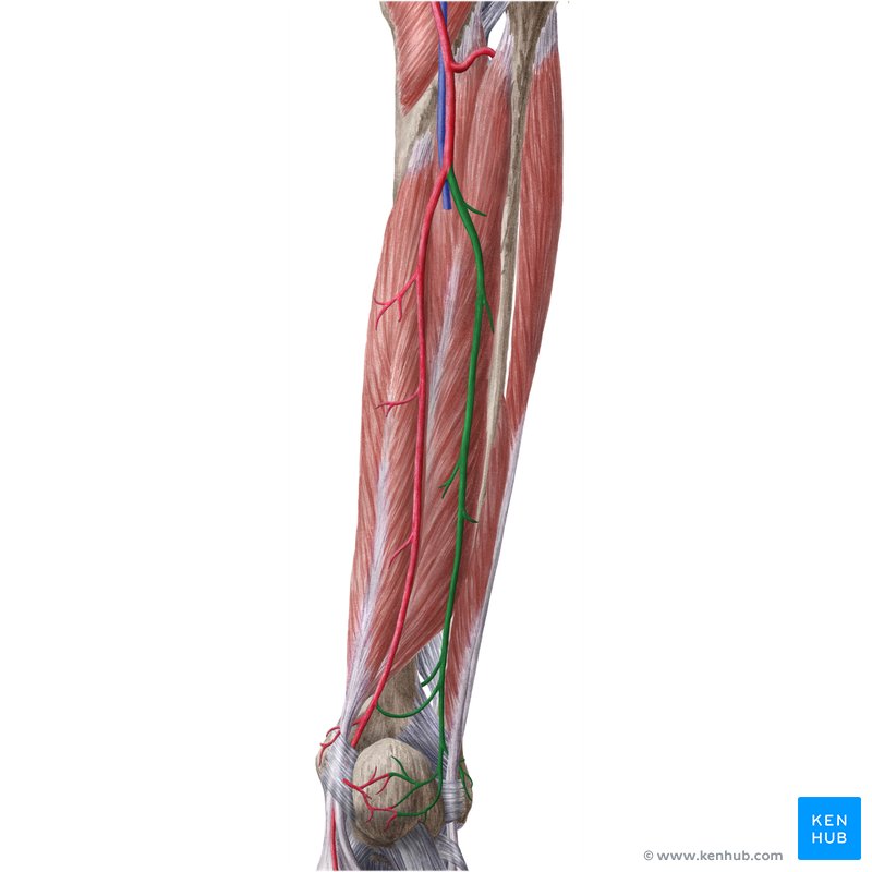 Distal Fibula Anatomy - Human Anatomy
