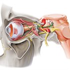 Ocular motor cranial nerves
