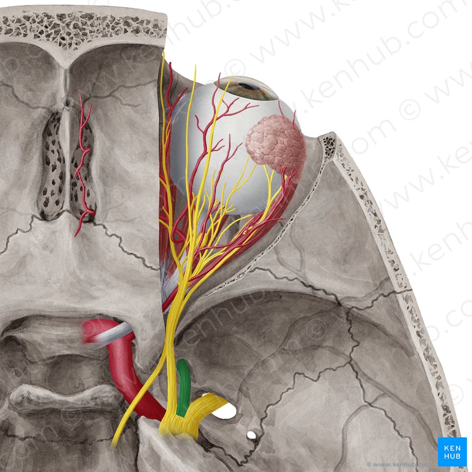 Maxillary nerve (CN V2): Anatomy and function | Kenhub