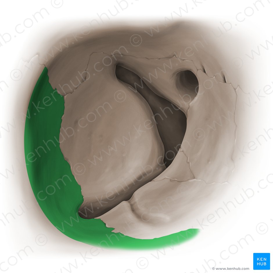 Orbital surface of zygomatic bone (Facies orbitalis ossis zygomatici); Image: Paul Kim