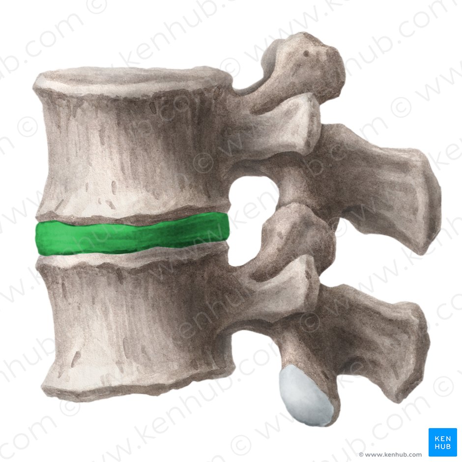 Intervertebral disc (Discus intervertebralis); Image: Liene Znotina