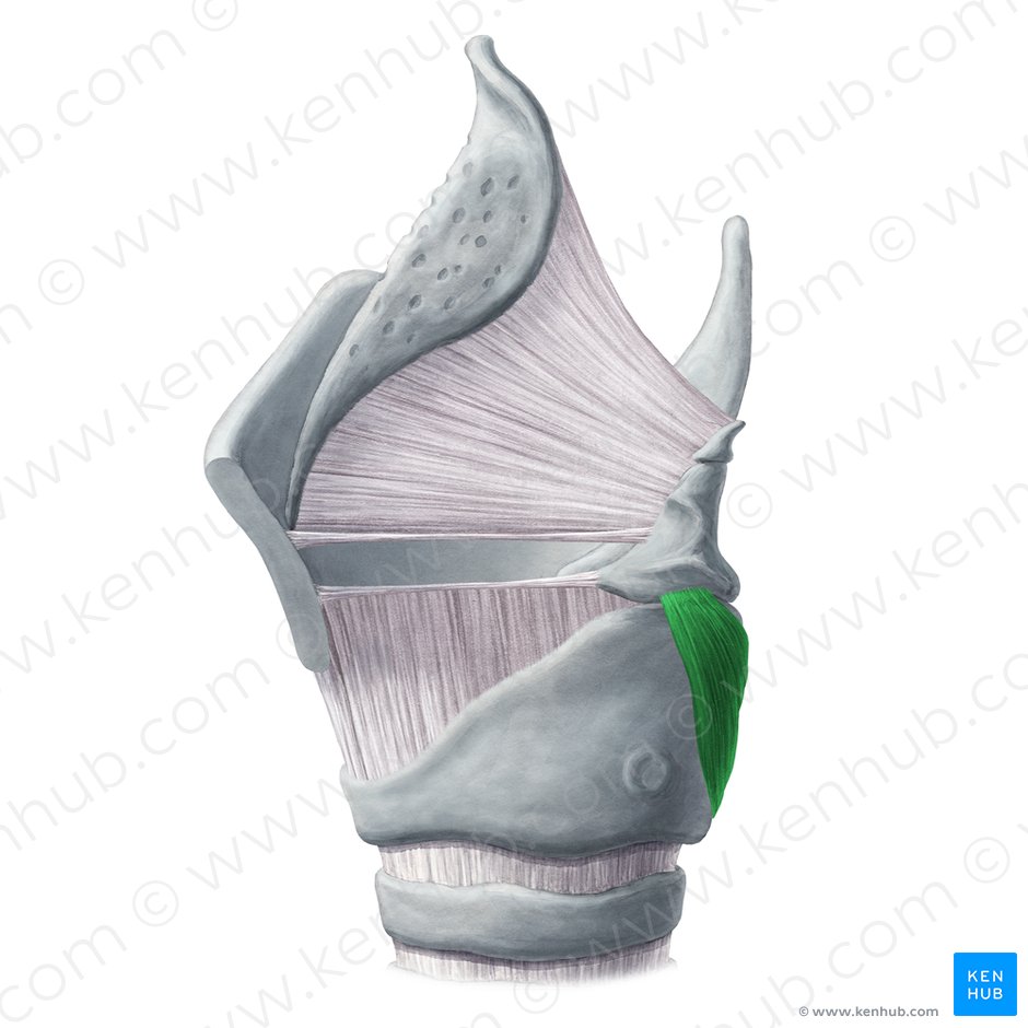 Posterior cricoarytenoid muscle (Musculus cricoarytenoideus posterior); Image: Yousun Koh