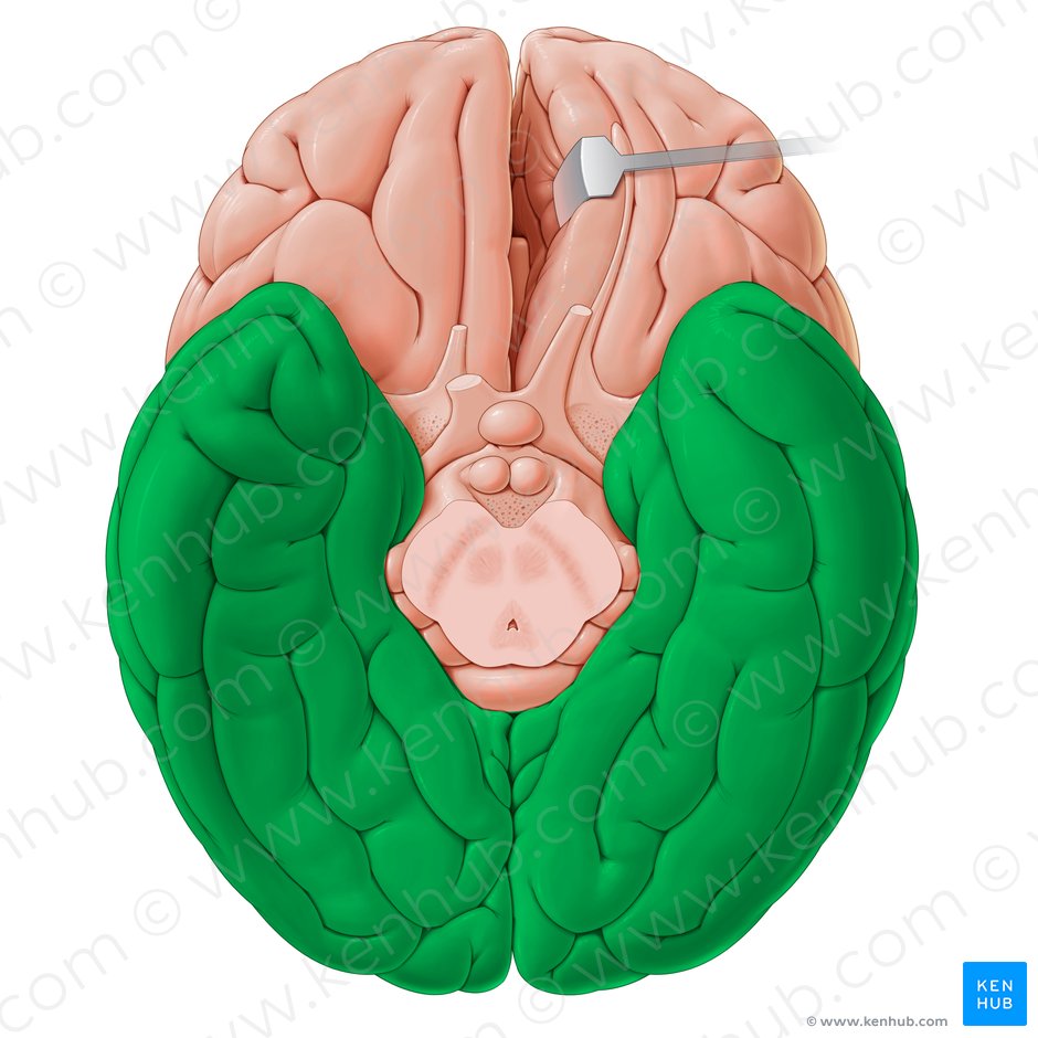Posterior part of inferior surface of the cerebrum (Pars posterior faciei inferior cerebri); Image: Paul Kim