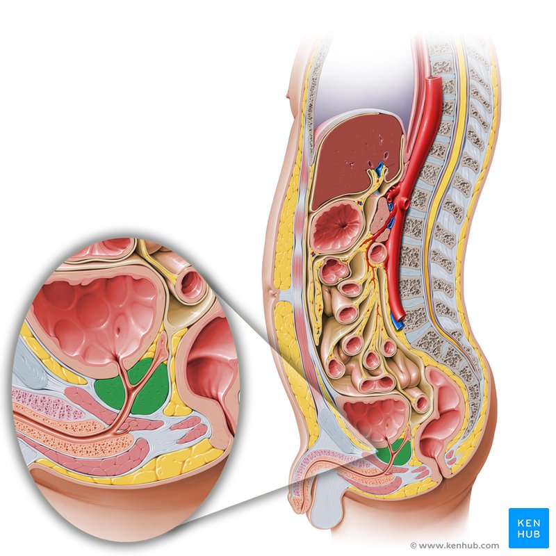 prostata anatomie bild
