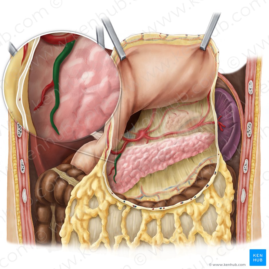 Arteria pancreaticoduodenal superior anterior (Arteria pancreaticoduodenalis superior anterior); Imagen: Esther Gollan