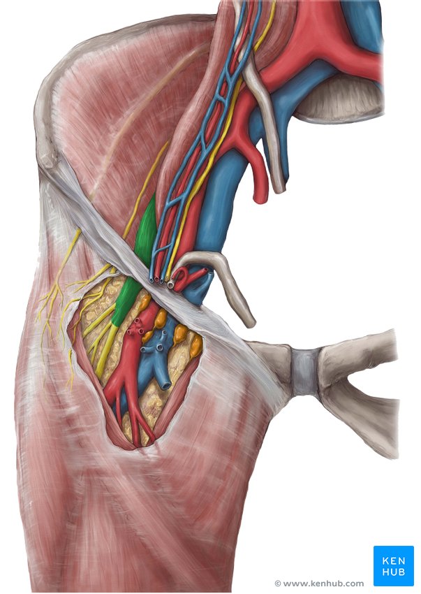 Femoral nerve: Anatomy and clinical notes | Kenhub