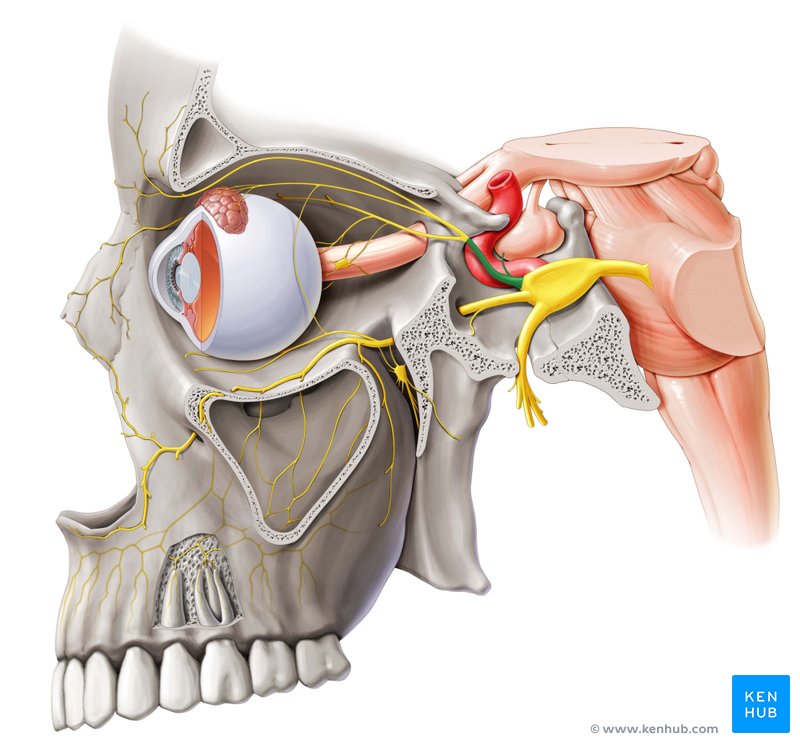 Nervo trigêmeo - Anatomia, Ramos e Núcleos | Kenhub