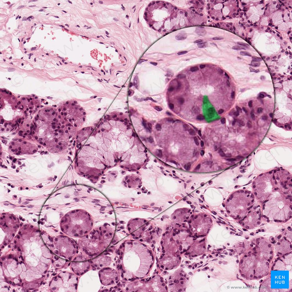 Serocytus (Seröse Azinuszelle); Bild: 