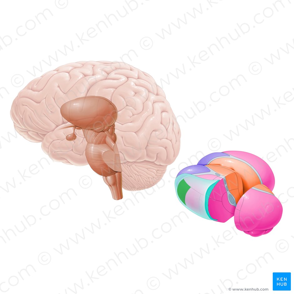 Núcleo ventral anterior do tálamo (Nucleus ventralis anterior); Imagem: Paul Kim