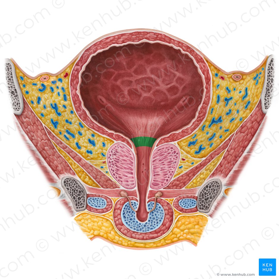 Colo da bexiga (Cervix vesicae urinariae); Imagem: Irina Münstermann