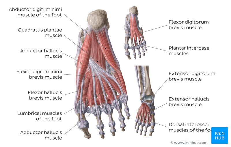 Lower Leg Muscle Chart