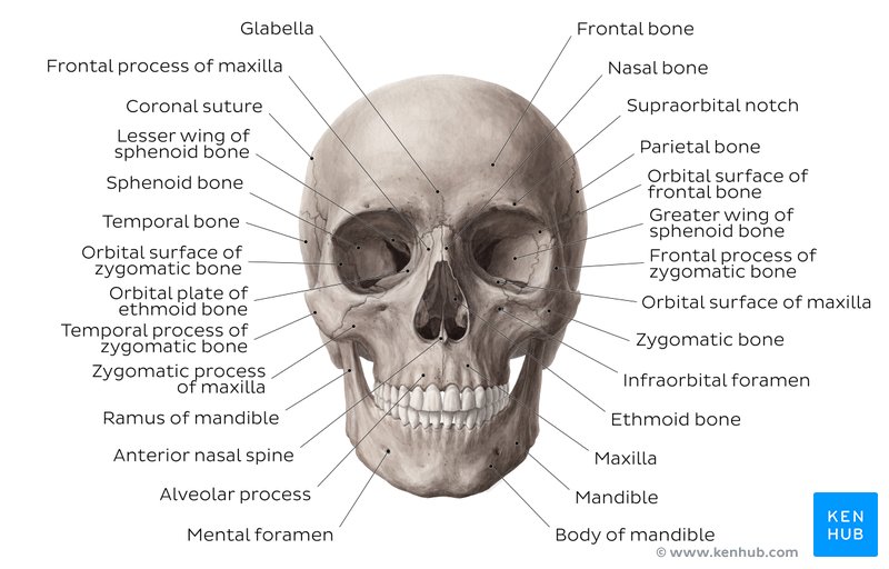 Bones Of The Human Body Overview And Anatomy Kenhub