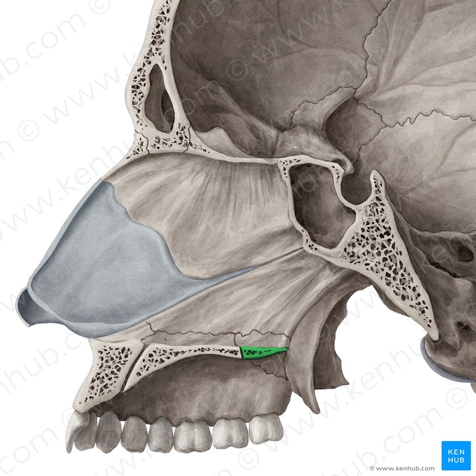 Horizontal plate of palatine bone (Lamina horizontalis ossis palatini); Image: Yousun Koh