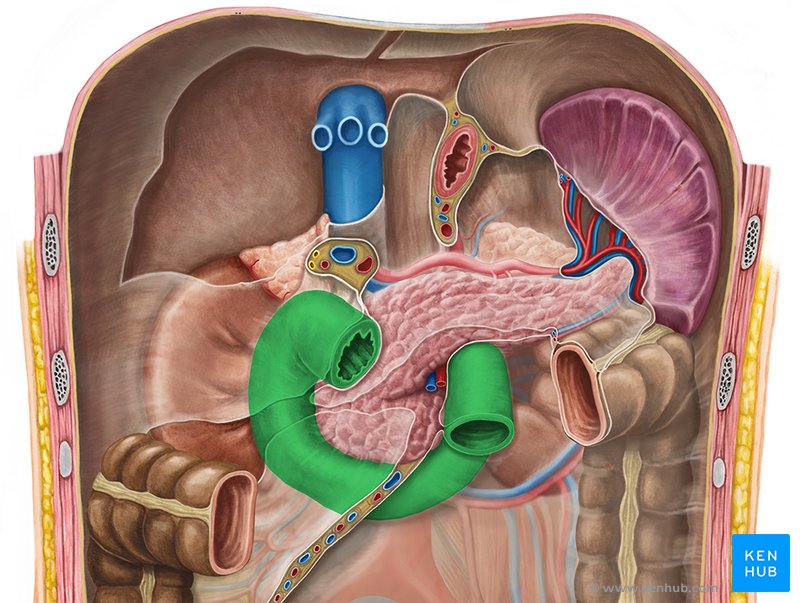 Small intestine: Anatomy, location and function | Kenhub