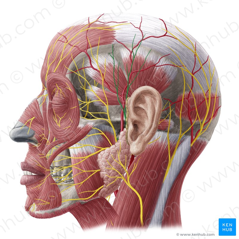 Auriculotemporal nerve (Nervus auriculotemporalis) | Kenhub