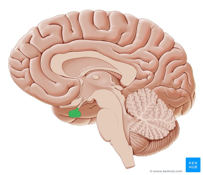 Pituitary gland: Anatomy and function of the hypophysis ...