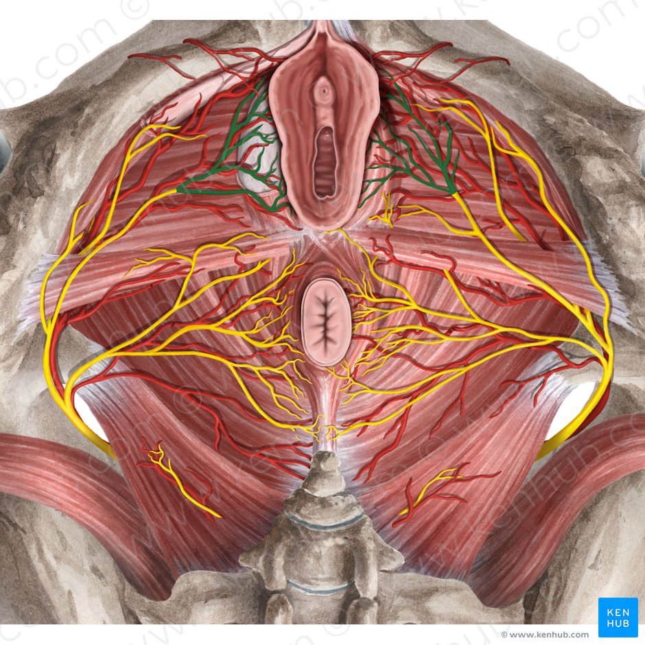 External female genitalia: Anatomy and blood supply | Kenhub